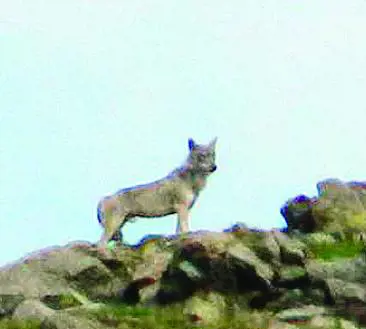Un lupo sul monte dei ciclisti