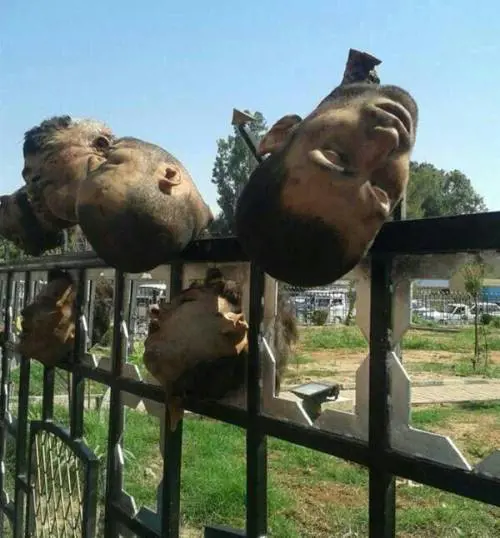 Orrore in Siria, a decine decapitati dall'Isis