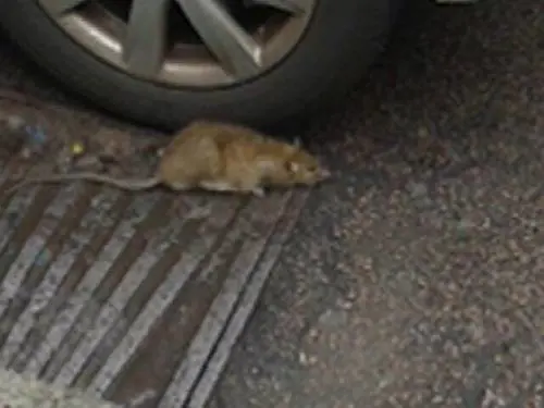 Degrado anche in centro città: ora nel Quadrilatero "sfilano" i topi