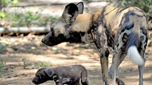 Nati due cuccioli di licaone al Bioparco di Roma