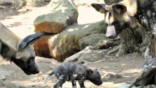 Bioparco a rischio chiusura ma il Campidoglio rassicura:"arrivano i fondi"