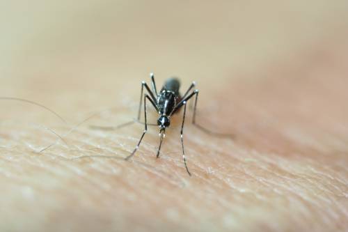 Gerani e luce spenta: falsi miti sulle zanzare