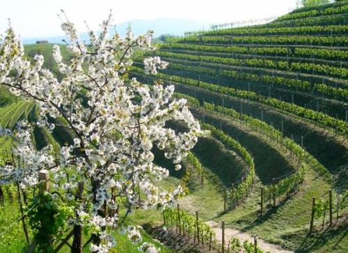 L'Italia torna prima nella produzione mondiale di vini