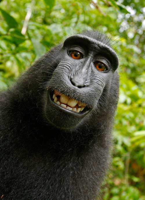 Se anche le scimmie aspirano a diventare fotografi