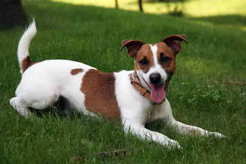 Litiga con la fidanzata, si vendica massacrandole la cagnolina