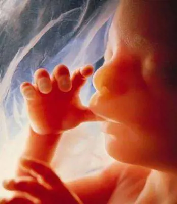 Il governo smentito dalla Consulta: l'eterologa si può fare