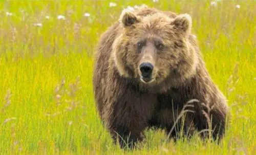 Giù le mani da mamma Daniza. Uomo e orso possono convivere