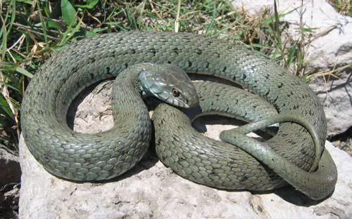 Va a farsi la doccia e trova un serpente di due metri