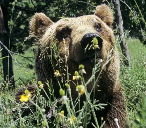 Morta l'orsa Daniza