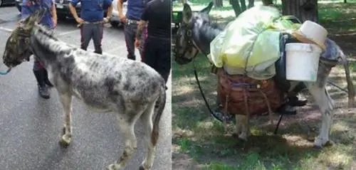 Duemila chilometri con un carico di 100 kg: il caso dell'asinello Pimpon