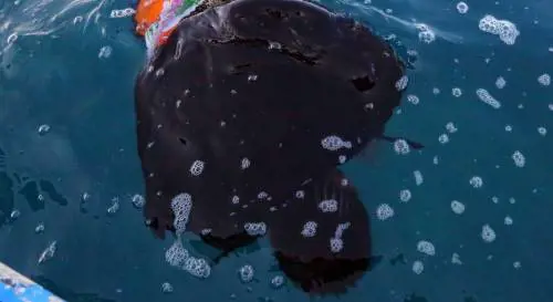 Ancora una strage in mare: la Libia non ferma i profughi