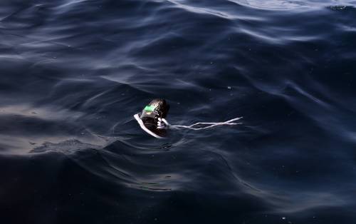 Lampedusa, affonda gommone: 18 morti, 73 portati in salvo