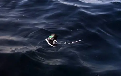 Lampedusa, affonda gommone: 18 morti, 73 portati in salvo