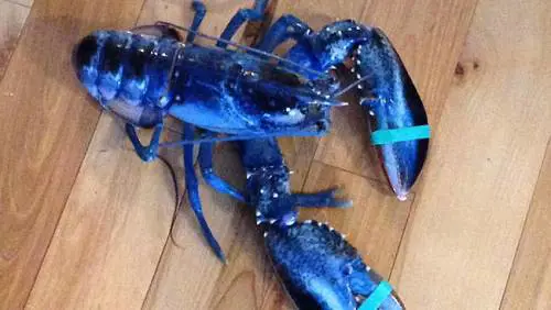 L'astice blu pescato da Meghan LaPlante