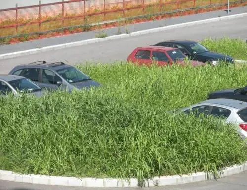 Una giungla al quartiere Adriano