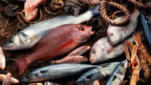 Ecco i segreti per riconoscere il pesce fresco