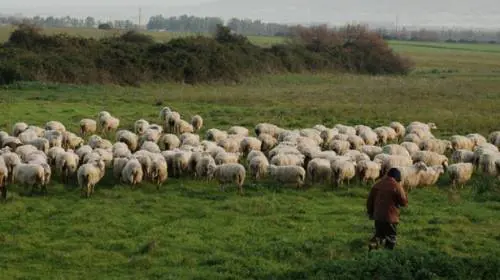 Il piacere d'essere una pecora