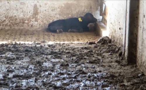 Il lato oscuro della mozzarella di bufala: torture e crudeltà sugli animali