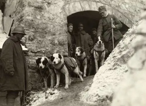 Quegli eroi bestiali che si fecero onore nella Grande Guerra
