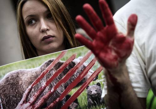 Animalisti scatenati, la Forestale apre un'inchiesta. E il caso diventa politico