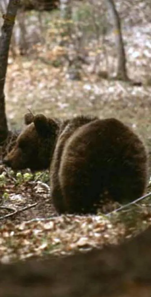 Fa jogging e viene attaccato da un orso: resta vivo