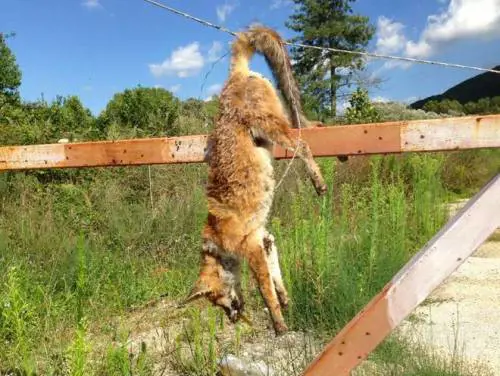 Scoperta raccapricciante nelle campagne di Isernia