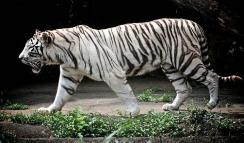 India, tragedia allo zoo Giovane cade nella gabbia e viene sbranato da una tigre