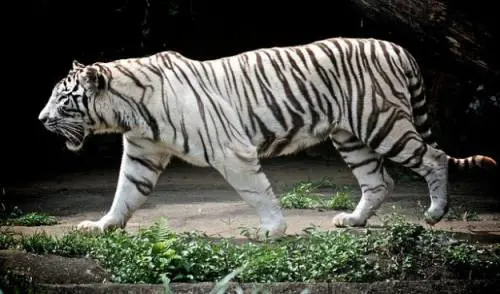 "Salvate la tigre che ha sbranato papà"