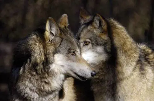 Animali che possiamo salvare Il (nuovo) catalogo è questo