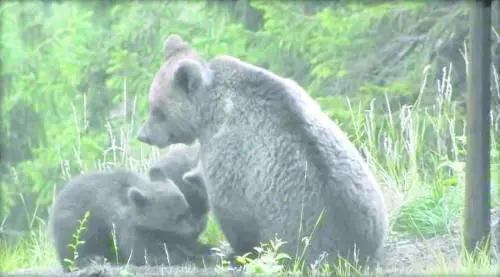 Se per i cuccioli di Daniza è meglio restare nel bosco
