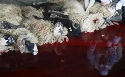 La mattanza del Nepal: migliaia di animali pronti al macello