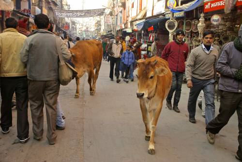 Altra tragedia in India, muore giovane sposa nutrita con feci di mucca