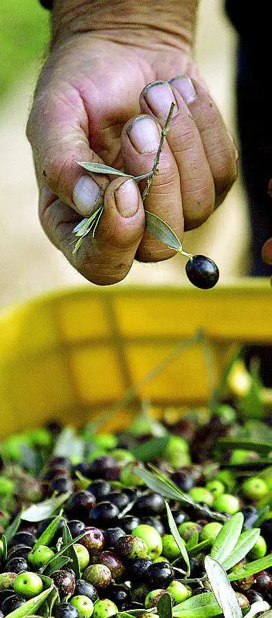 Anche l'olio toscano parlerà cinese