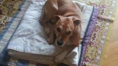 Che errore sopprimere quel cane