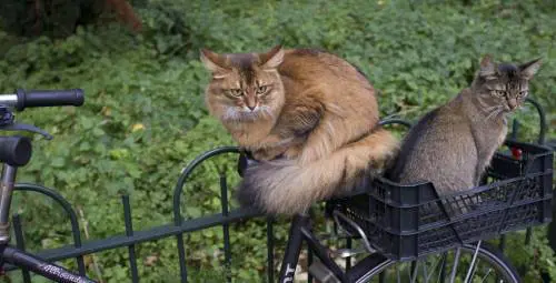 Non solo aree cani, ecco il primo Gattoparco