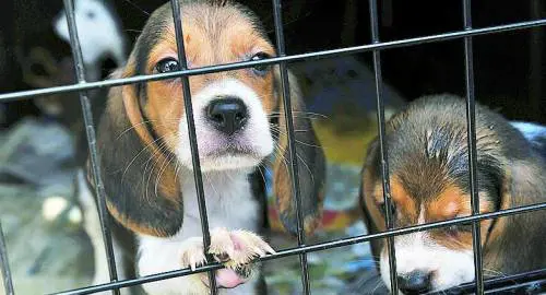 Coop, polemiche sul cibo per i cani abbandonati