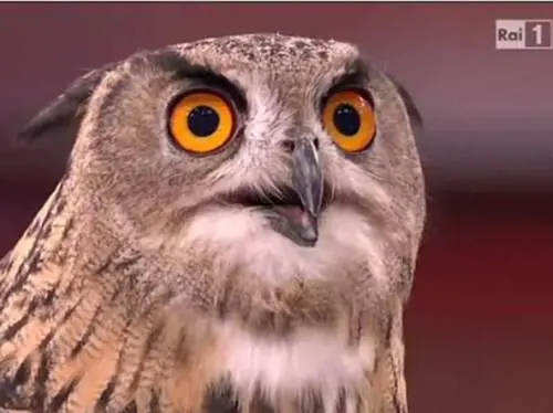 "Basta animali alla berlina in tv"