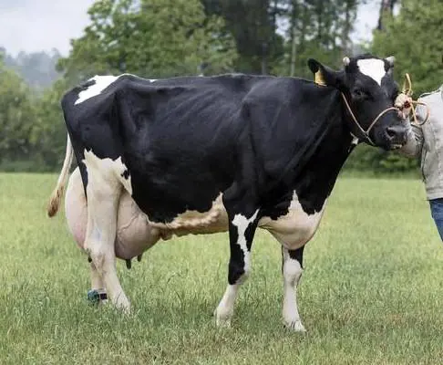 Treviso, l'oste anti-burocrazia: "Pago la multa con una mucca"