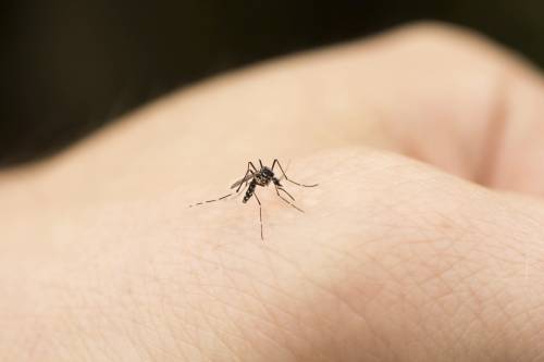 Zika, allarme dell'Oms: "Diffusione esplosiva"