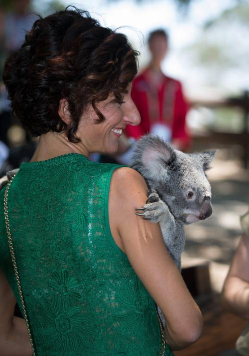 Cari leader, lasciate in pace quel povero koala