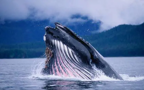 La vera storia dei cannibali della Essex, affondata da una balena