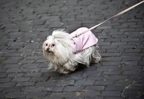 Ciotola per cani fuori dal locale, barista multato con 168 euro