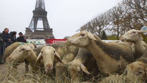I pastori contro i lupi. Con le pecore alla Torre Eiffel