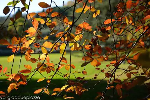 Roma, foliage al Parco Botanico di San Liberato