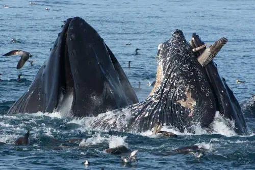 Il pellicano rischia la vita...nella bocca di una balena