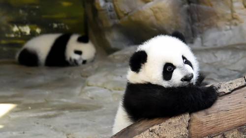 Tre piccoli panda dello Zoo di Guangzhou