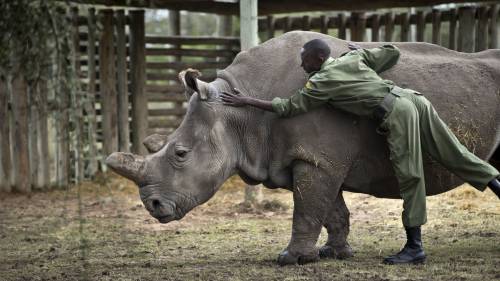Kenya, i rinoceronti bianchi destinati all'estinzione