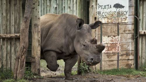 700 rinoceronti senza corno per salvarli dal bracconaggio