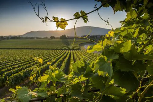 La Franciacorta brinda alle feste con un boom di vendite e di prestigio
