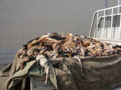 Orrore in Cina, cani scuoiati vivi per fare dei guanti